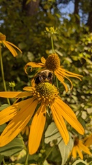 Rudbeckia laciniata