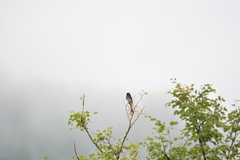 Dicrurus caerulescens