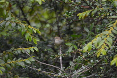 Phylloscopus trochiloides