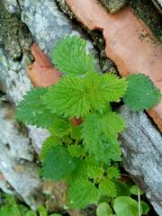 Urtica membranacea