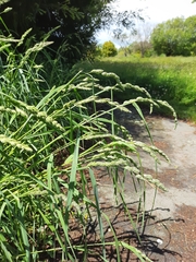 Dactylis glomerata glomerata