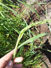 Dactylis glomerata glomerata