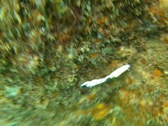 Hypselodoris imperialis