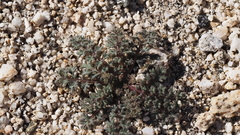 Gilia stellata