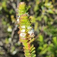 Baeckea imbricata