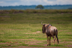 Connochaetes taurinus albojubatus