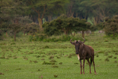 Connochaetes taurinus albojubatus