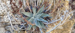 Dudleya arizonica