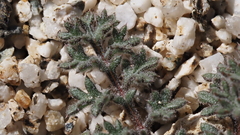 Gilia stellata