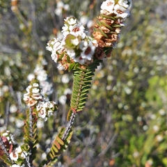 Baeckea imbricata