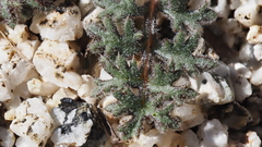 Gilia stellata