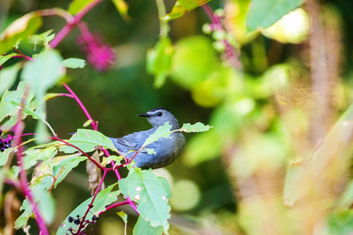 Gray Catbird photographed in Tennessee