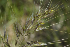 Austrostipa mollis