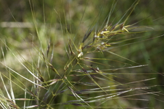 Austrostipa mollis