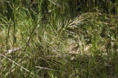 Austrostipa mollis