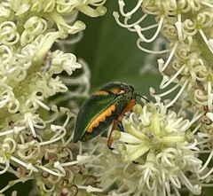 Lampromicra senator