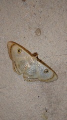 Argyrotome muricolor