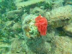 Hexabranchus