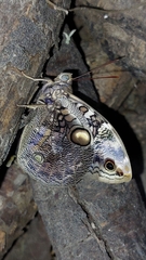 Opsiphanes
