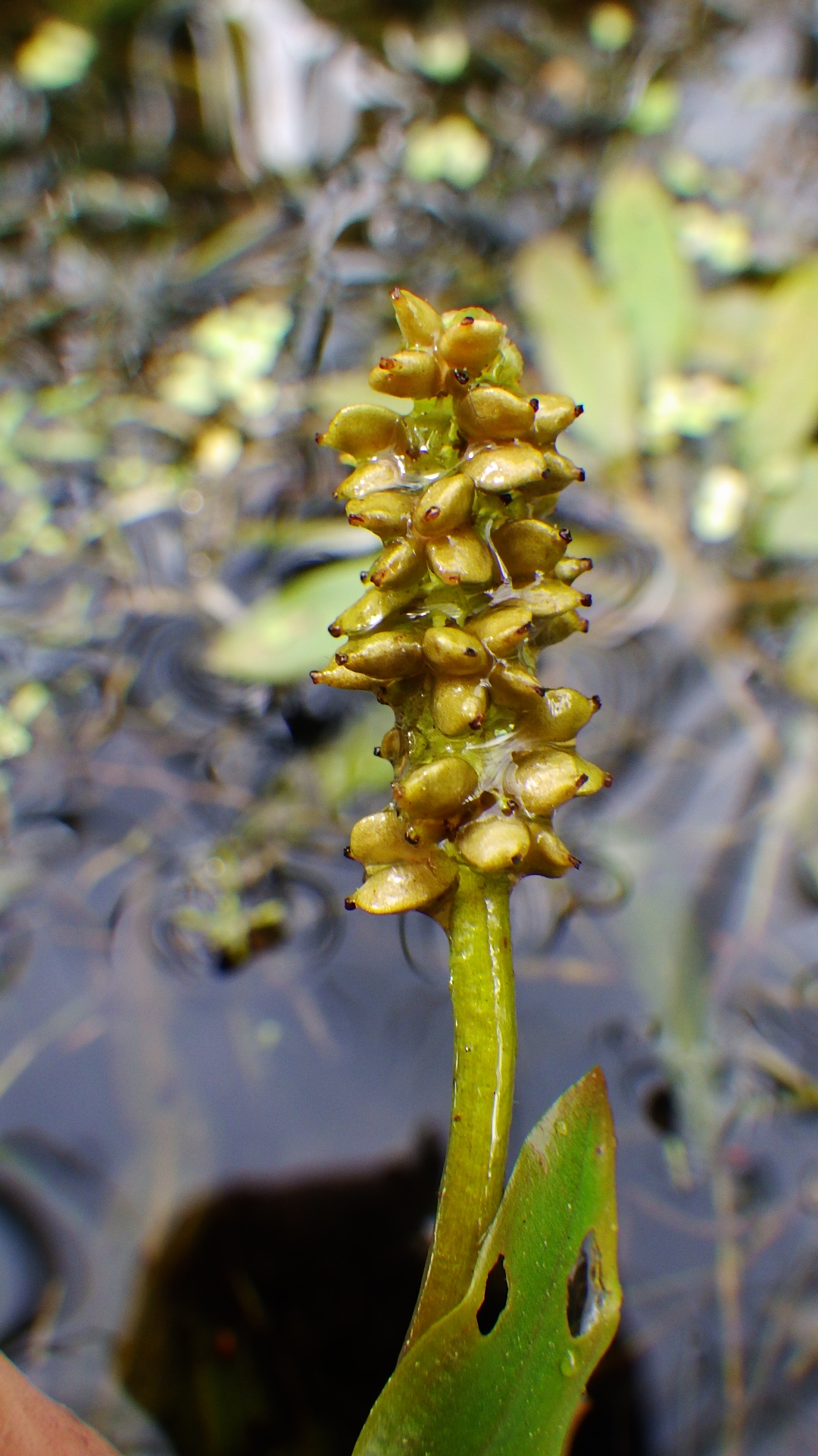 ホソバヒルムシロ (Potamogeton alpinus) · iNaturalist