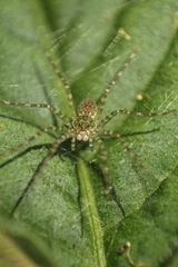 Thaumasia