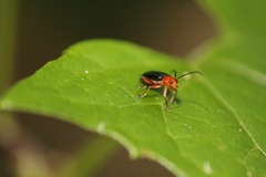 Chrysomelidae