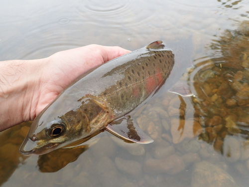 Lenok (Brachymystax lenok) — Salmonidae — 2