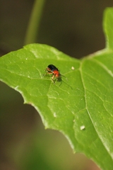 Chrysomelidae