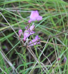 Plantaginaceae