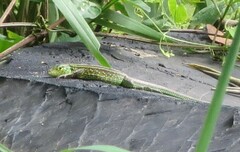 Cnemidophorus gaigei