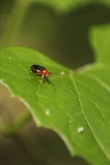 Chrysomelidae
