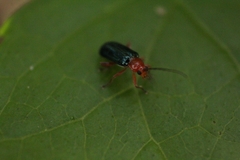 Chrysomelidae
