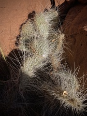 Opuntia trichophora