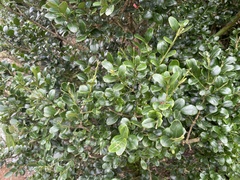 Buxus microphylla