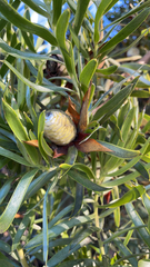 Alatosperma