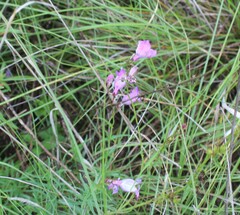 Plantaginaceae