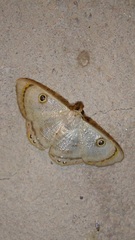 Argyrotome muricolor