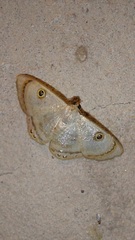 Argyrotome muricolor
