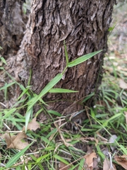 Ottochloa gracillima