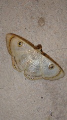 Argyrotome muricolor