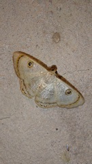 Argyrotome muricolor