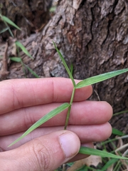 Ottochloa gracillima