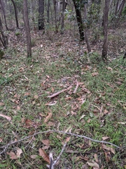 Ottochloa gracillima