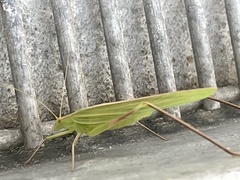 Polichne