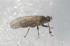Eccoptomera