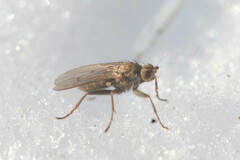 Eccoptomera