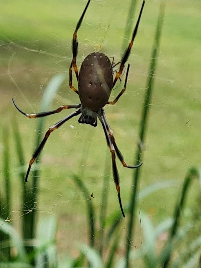 Tiger Spider from Brisbane QLD, Australia on November 20, 2022 at 08:58 ...
