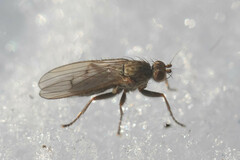 Eccoptomera