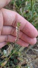 Lepidium densiflorum