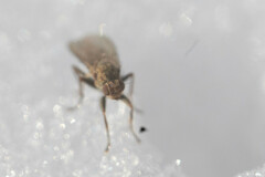 Eccoptomera